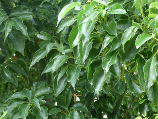 s009.jpg